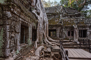 Image showing Roots covering the ruin of Ta Prohm temple