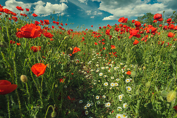 Image showing Field of poppy flowers and daisies