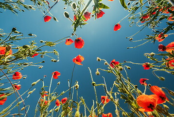 Image showing Bottom view of red poppies and blue sky