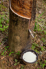 Image showing Natural latex dripping from rubber tree