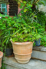 Image showing Variation of plants and flower pots in Mediterranean garden on the stairs