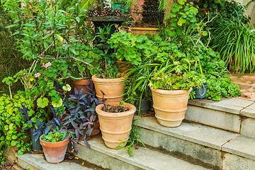 Image showing Variation of plants and flower pots in Mediterranean garden on the stairs