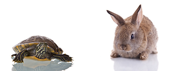 Image showing Bunny and Turtle