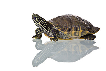 Image showing Turtle