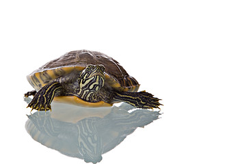 Image showing Turtle