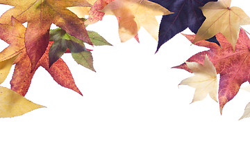 Image showing Autumn fall Leaves