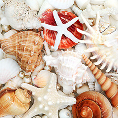 Image showing Abstract Beautiful Seashell Composition Background 