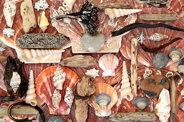 Image showing Abstract Seashell Driftwood and Seaweed Background