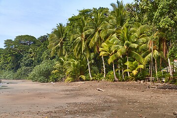 Image showing Palm trees and rainforest on the sandy ocean beach