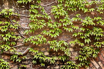 Image showing Ivy on a wall