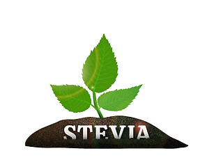 Image showing Stevia plant in the ground. Vector illustration