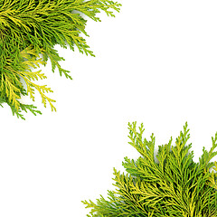 Image showing Cedar Cypress Evergreen Fir Background Border 