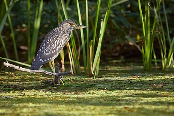 Image showing Bird fishing in the lake