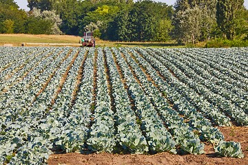 Image showing Agricultural cabbage field