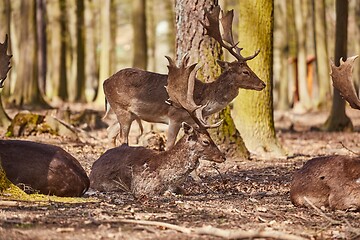 Image showing Deer in the woods