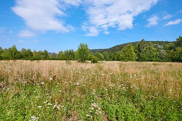 Image showing Meadow in summer with plants growing