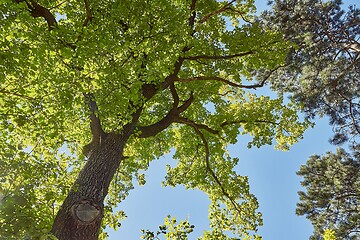 Image showing Spring Green Leaves