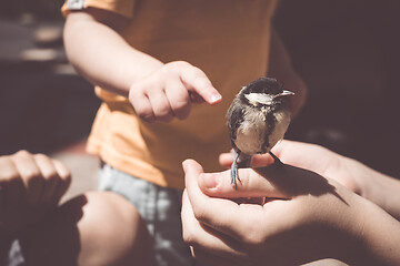 Image showing little boy is playing with a chick at the day time.