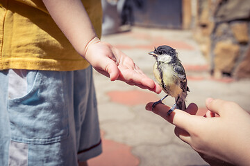 Image showing little boy is playing with a chick at the day time.