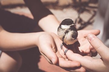 Image showing little boy is playing with a chick at the day time.