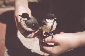 Image showing little boy is playing with a chick at the day time.