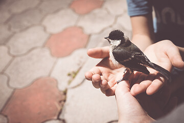 Image showing little boy is playing with a chick at the day time.