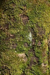 Image showing Tree trunk in a forest