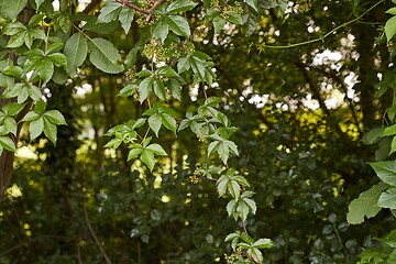 Image showing Red leaves ofa climbing plant