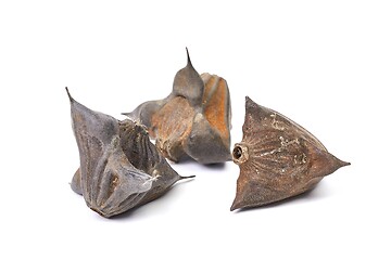 Image showing Water caltrop seeds