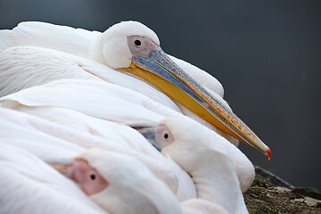 Image showing Pelican head closeup