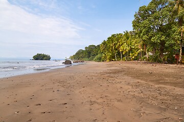 Image showing Palm trees and rainforest on the sandy ocean beach