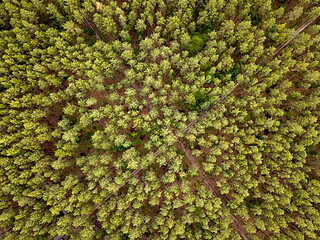 Image showing Aerial top view above forest area.