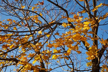 Image showing Autumn forest detail