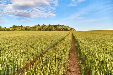 Image showing Green Field with Trees