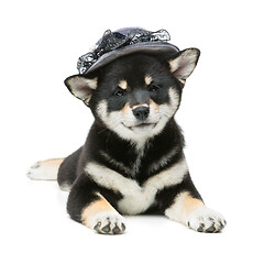 Image showing Beautiful shiba inu puppy in grey hat