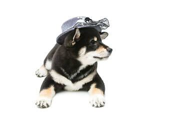 Image showing Beautiful shiba inu puppy in grey hat