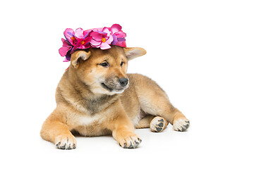 Image showing Beautiful shiba inu puppy in pink hat