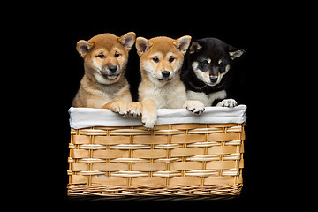 Image showing Beautiful shiba inu puppies in basket