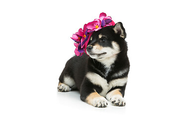 Image showing Beautiful shiba inu puppy in pink hat