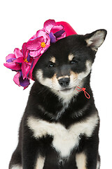 Image showing Beautiful shiba inu puppy in pink hat