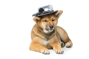 Image showing Beautiful shiba inu puppy in grey hat