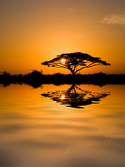 Image showing Acacia Tree at Sunrise