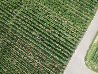 Image showing aerial view of a vineyard in Breisgau, Germany