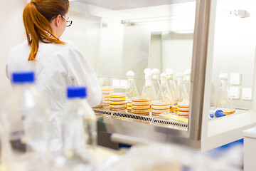 Image showing Female scientist working with bacteria in laminar flow at corona virus vaccine development laboratory research facility.