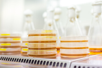 Image showing Scientist growing bacteria in petri dishes on agar gel as a part of scientific experiment.