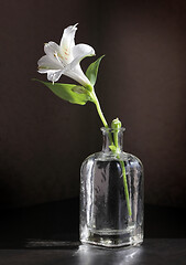 Image showing Alstroemeria flower in vintage bottle