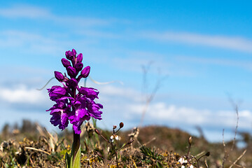 Image showing Beautiful purple wild orchid in a plain landscape