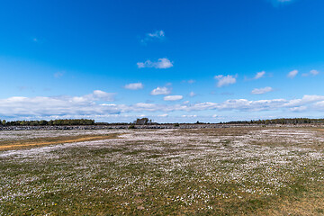 Image showing Common daisies covers the ground in a great plain grassland