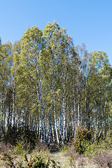 Image showing Birch tree grove in spring season