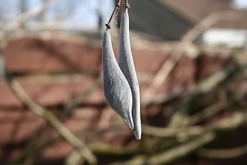 Image showing Blue Rain Seeds